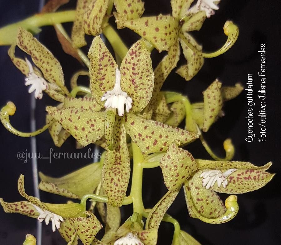 Cycnoches guttulatum — related species from the same genus