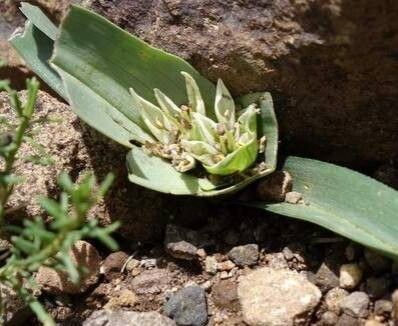 Colchicum longipes — houseplant care guide