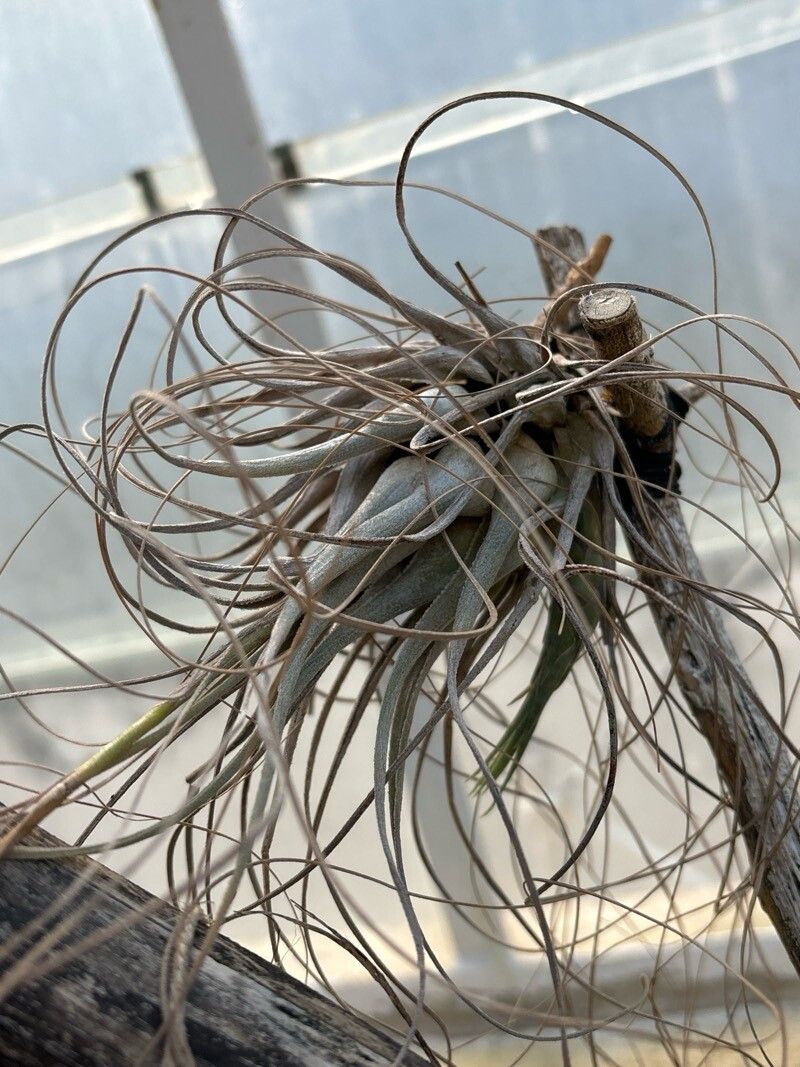 Tillandsia werdermannii leaf