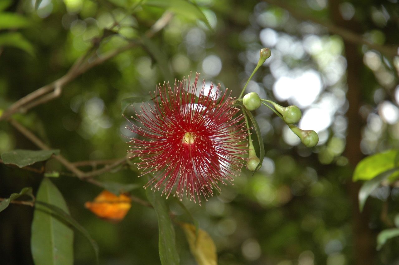 Syzygium laetum flower