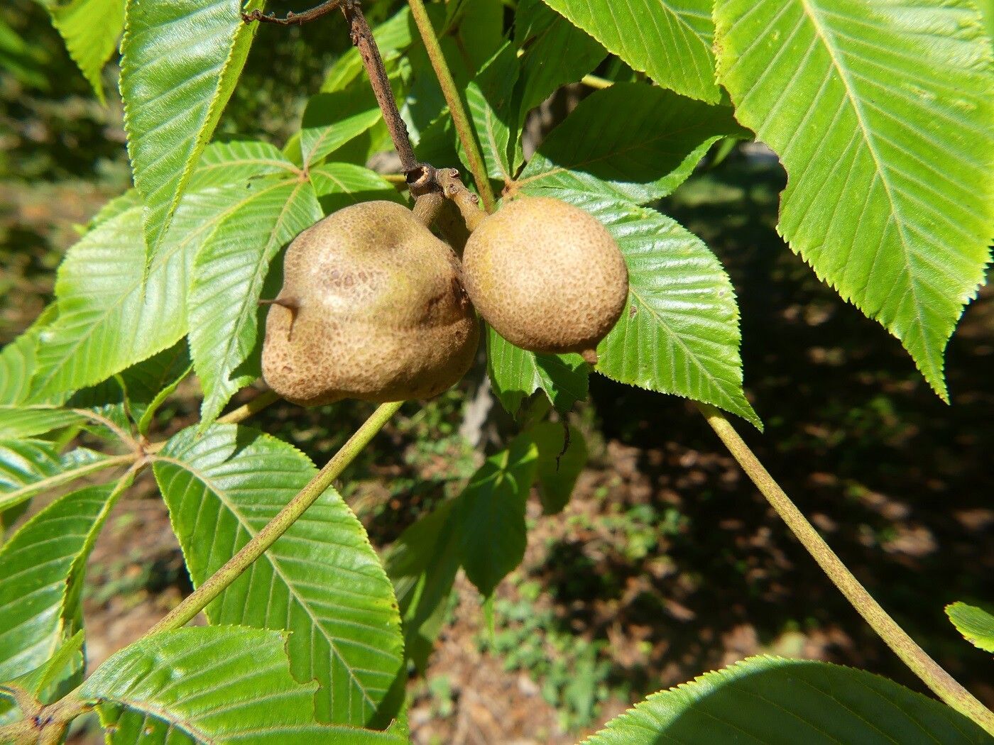 Aesculus flava fruit