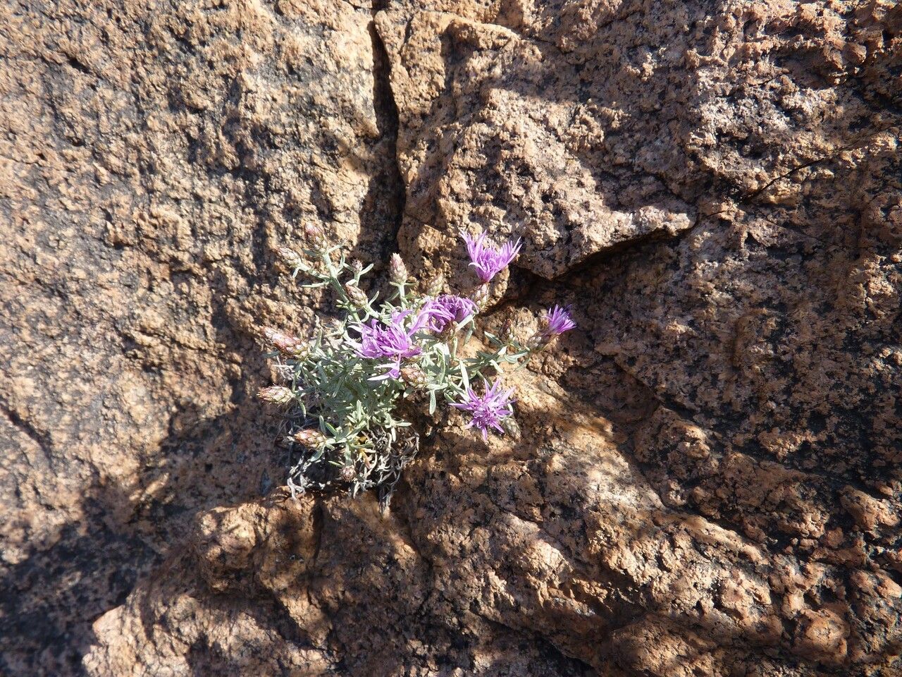 Centaurea hanryi habit