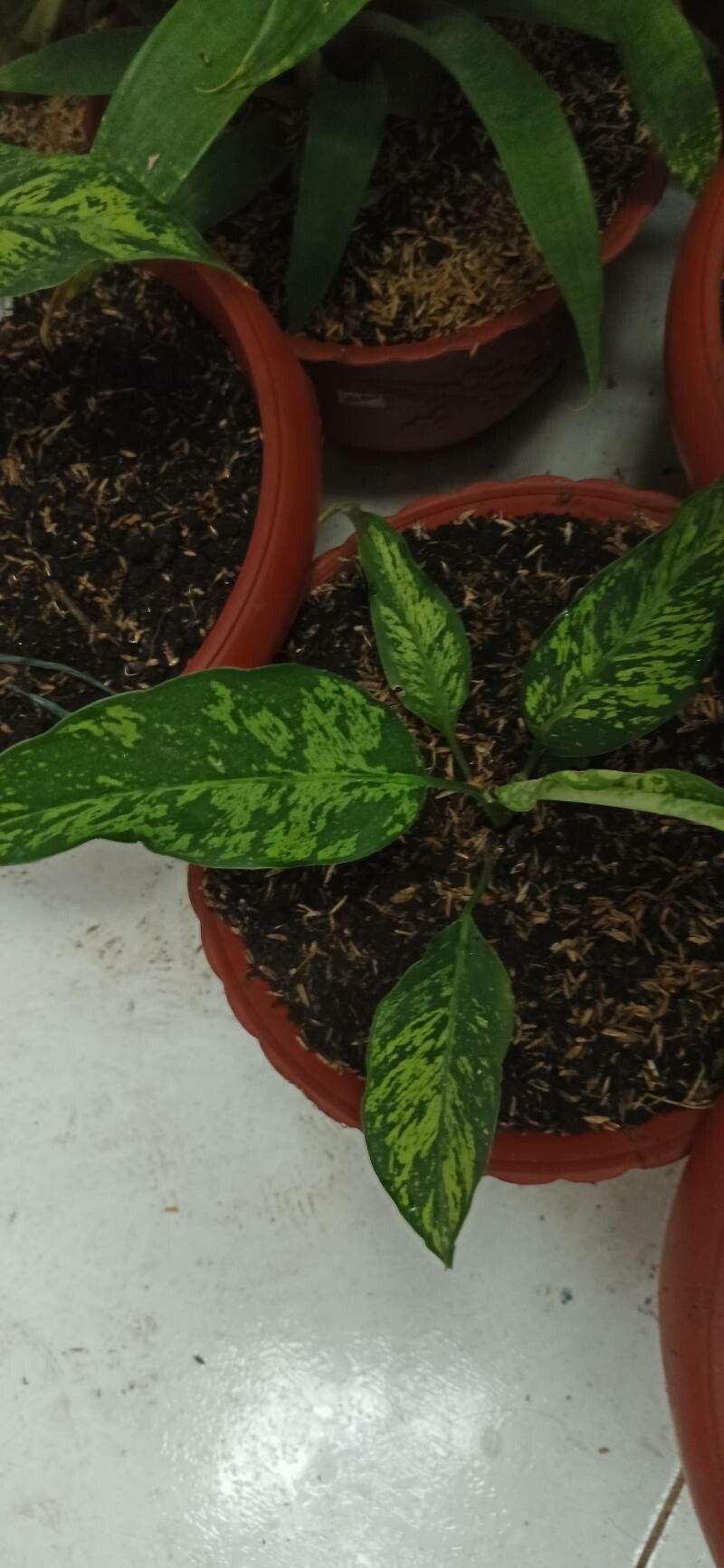 Homalomena wallisii — loam houseplant