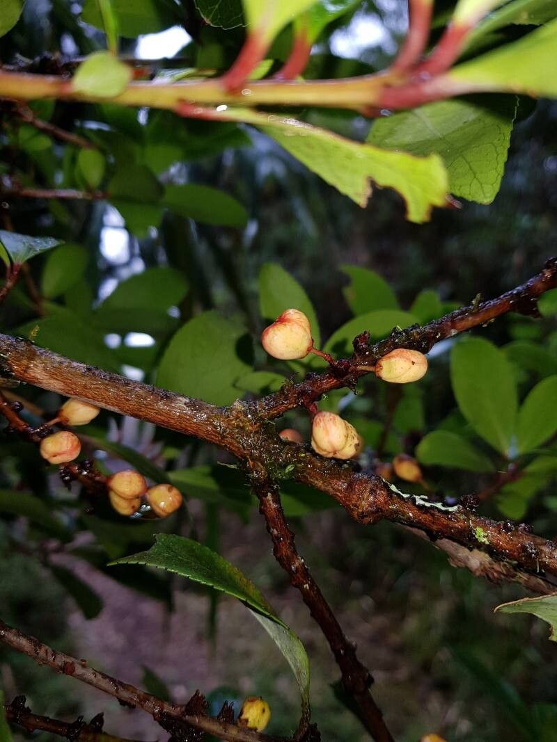 Maytenus woodsonii fruit