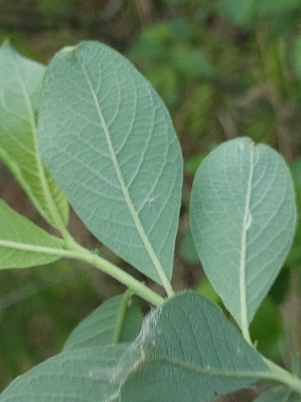 Salix × multinervis leaf