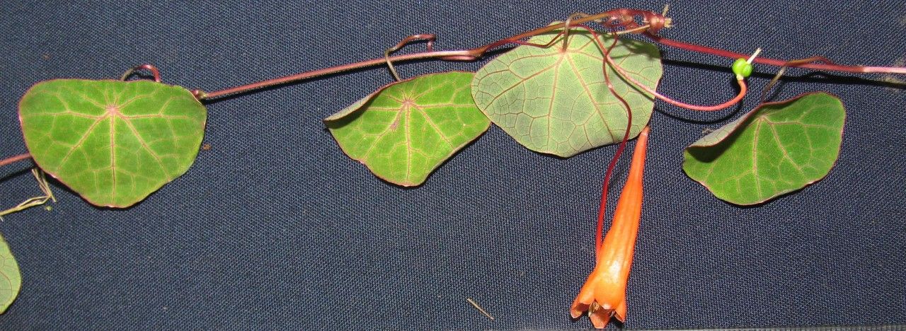 Tropaeolum emarginatum other