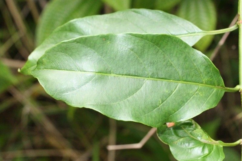 Mussaenda arcuata — related species from the same genus