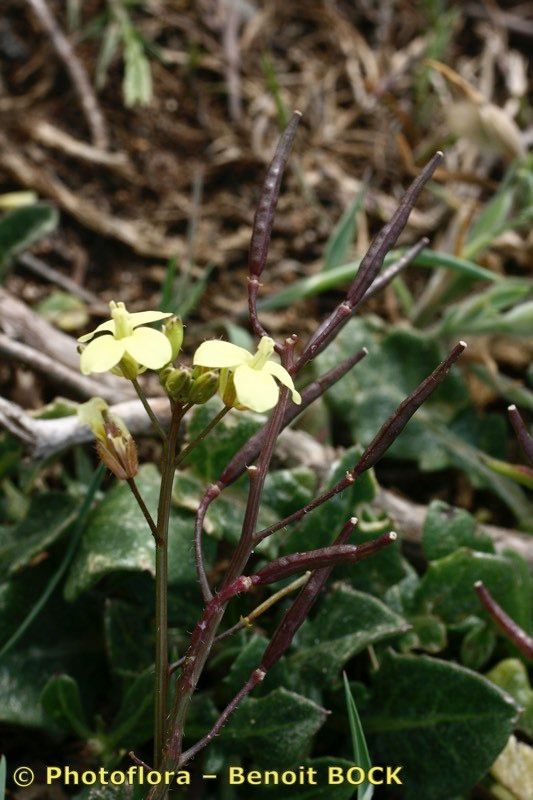 Diplotaxis siifolia other