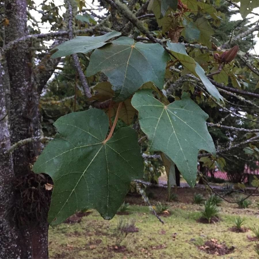 Chiranthodendron pentadactylon leaf