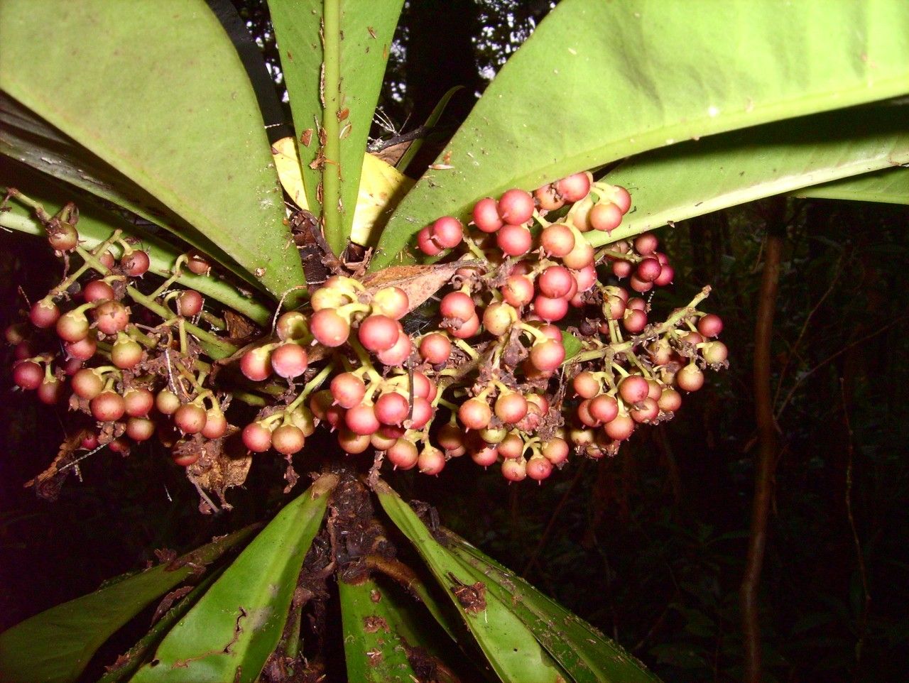 Badula borbonica fruit