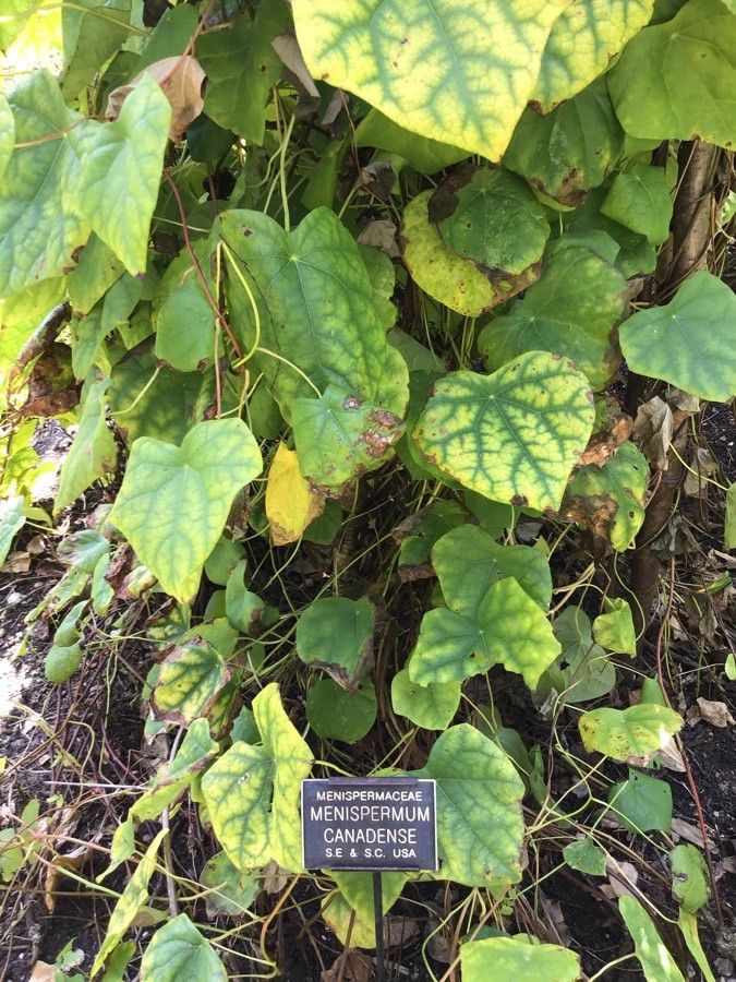Menispermum canadense leaf
