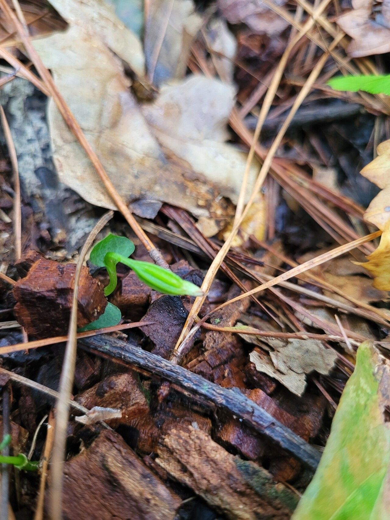 Triphora amazonica fruit