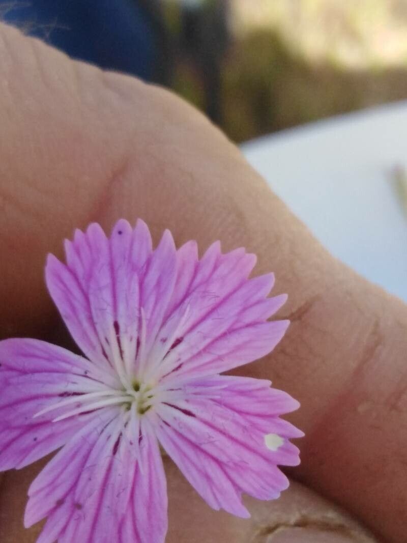 Dianthus tripunctatus other