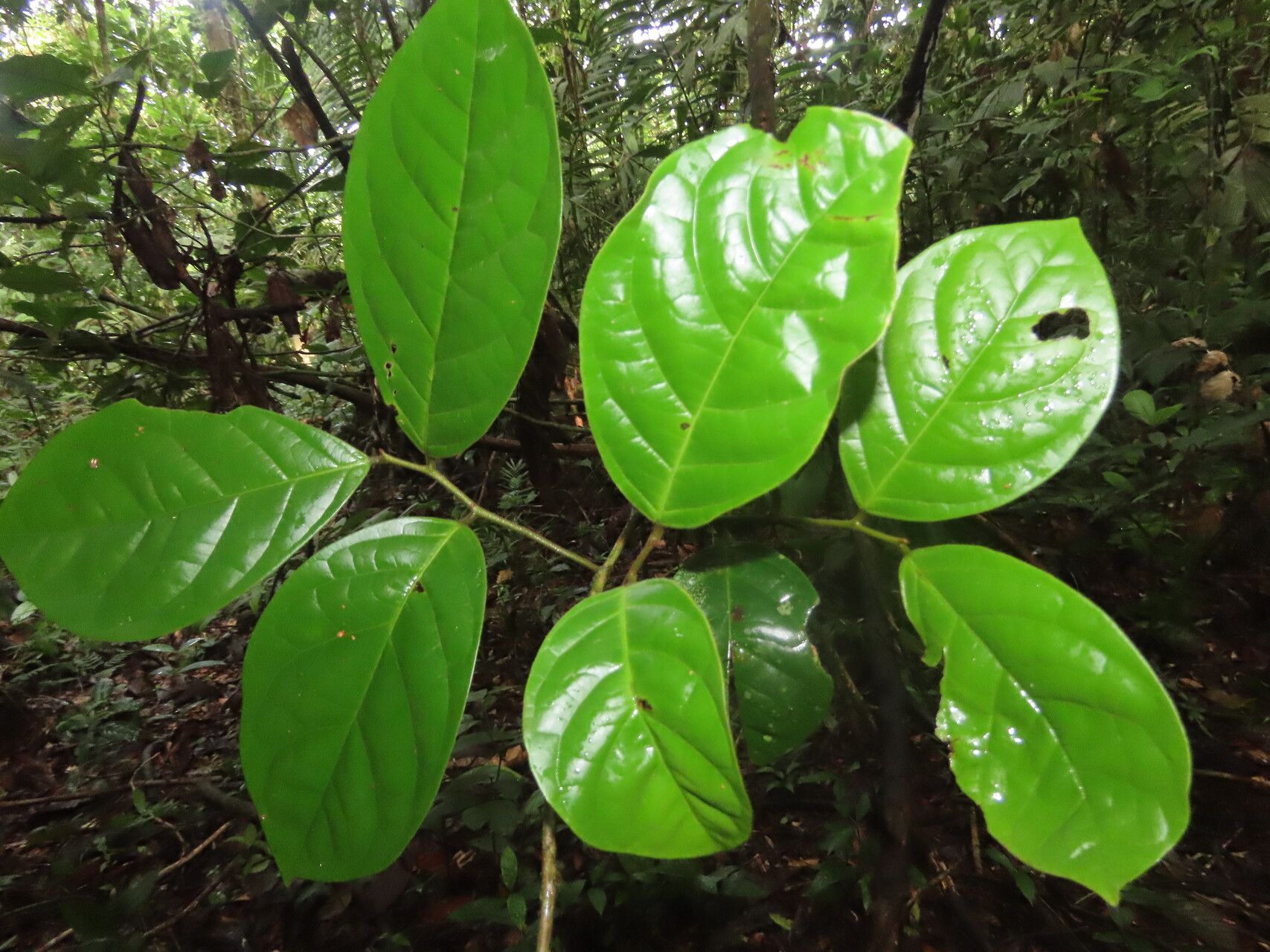 Leretia cordata leaf