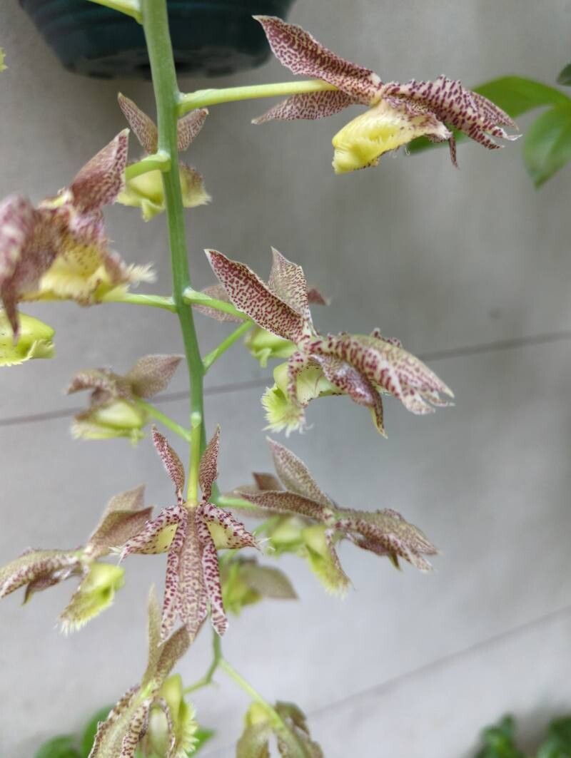 Catasetum gardneri — search result for 'Catasetum'