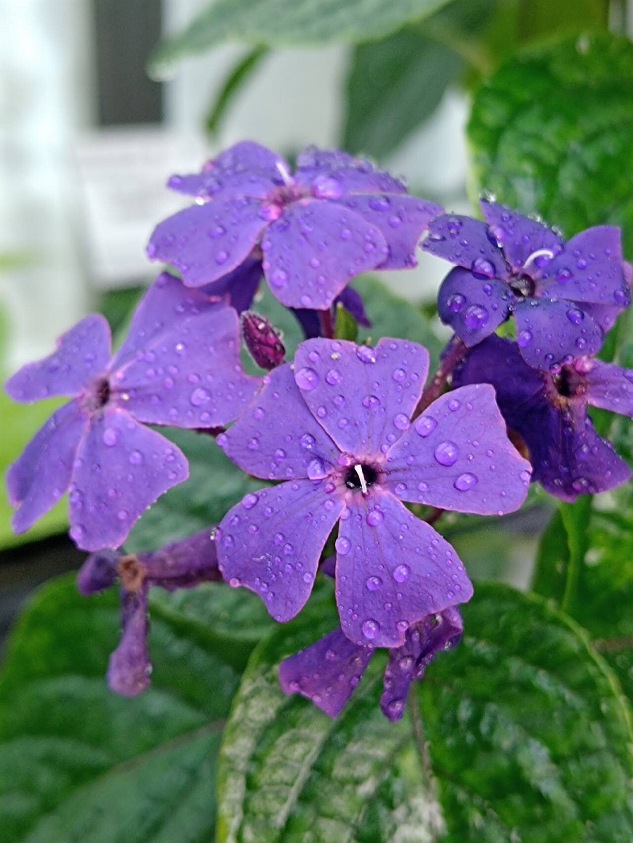 Eranthemum wattii flower
