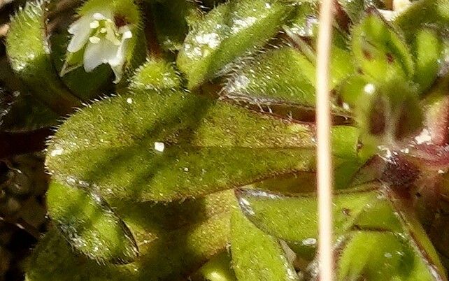 Cerastium diffusum leaf