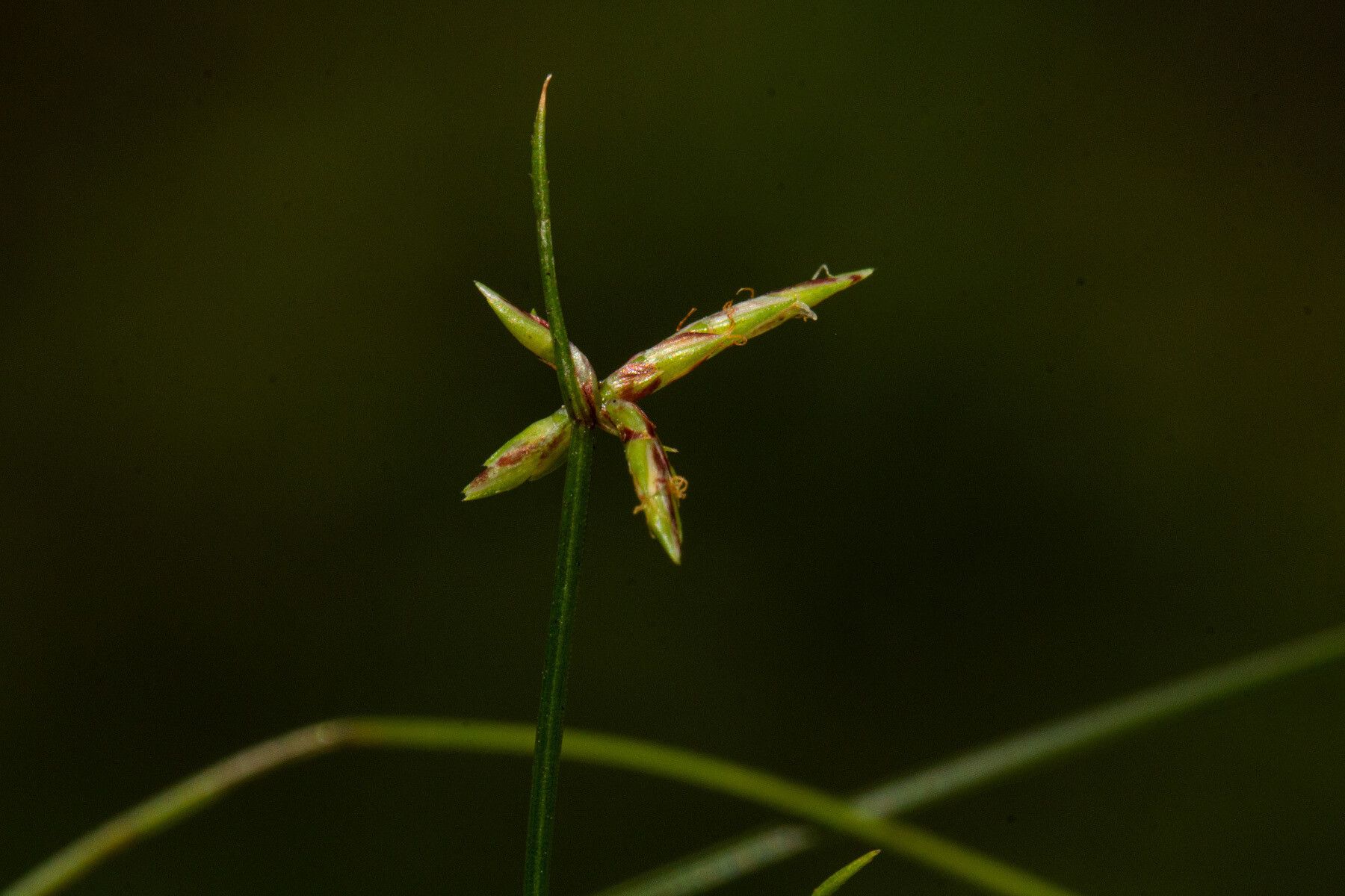 Cyperus vandervekenii — houseplant care guide