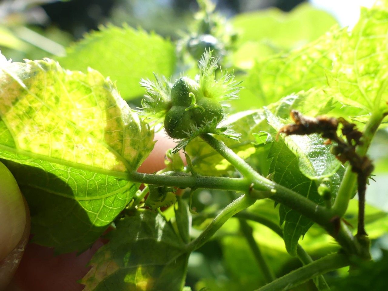 Tragia furialis fruit