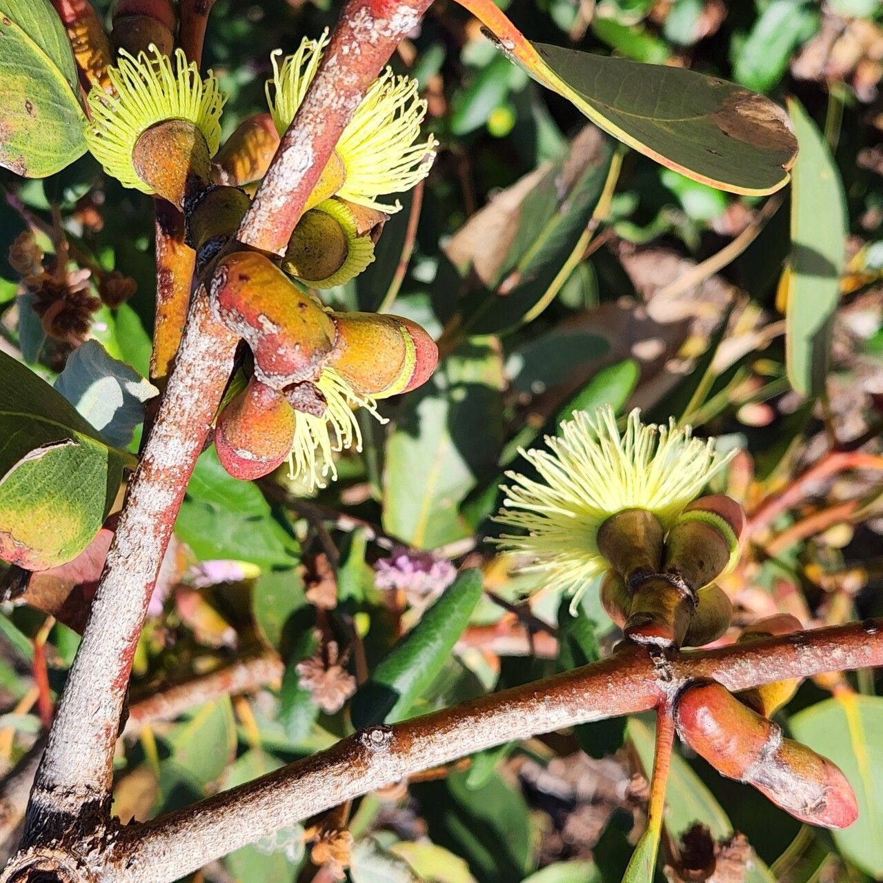 Eucalyptus grossa flower