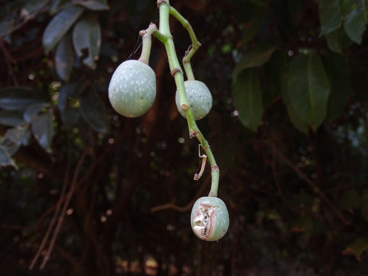 Cissus aralioides fruit