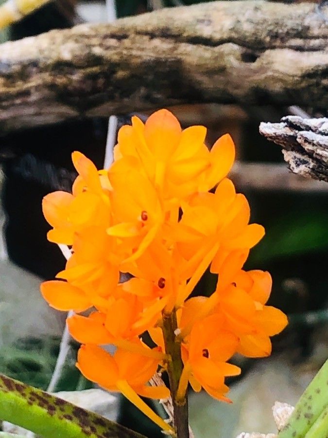 Vanda miniata flower