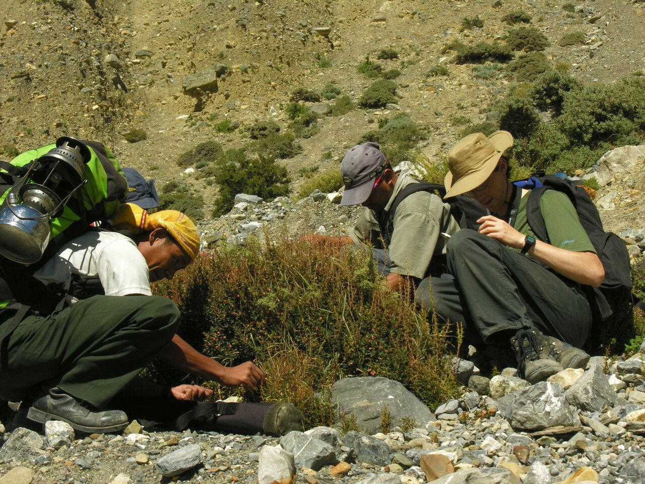 Berberis mucrifolia other