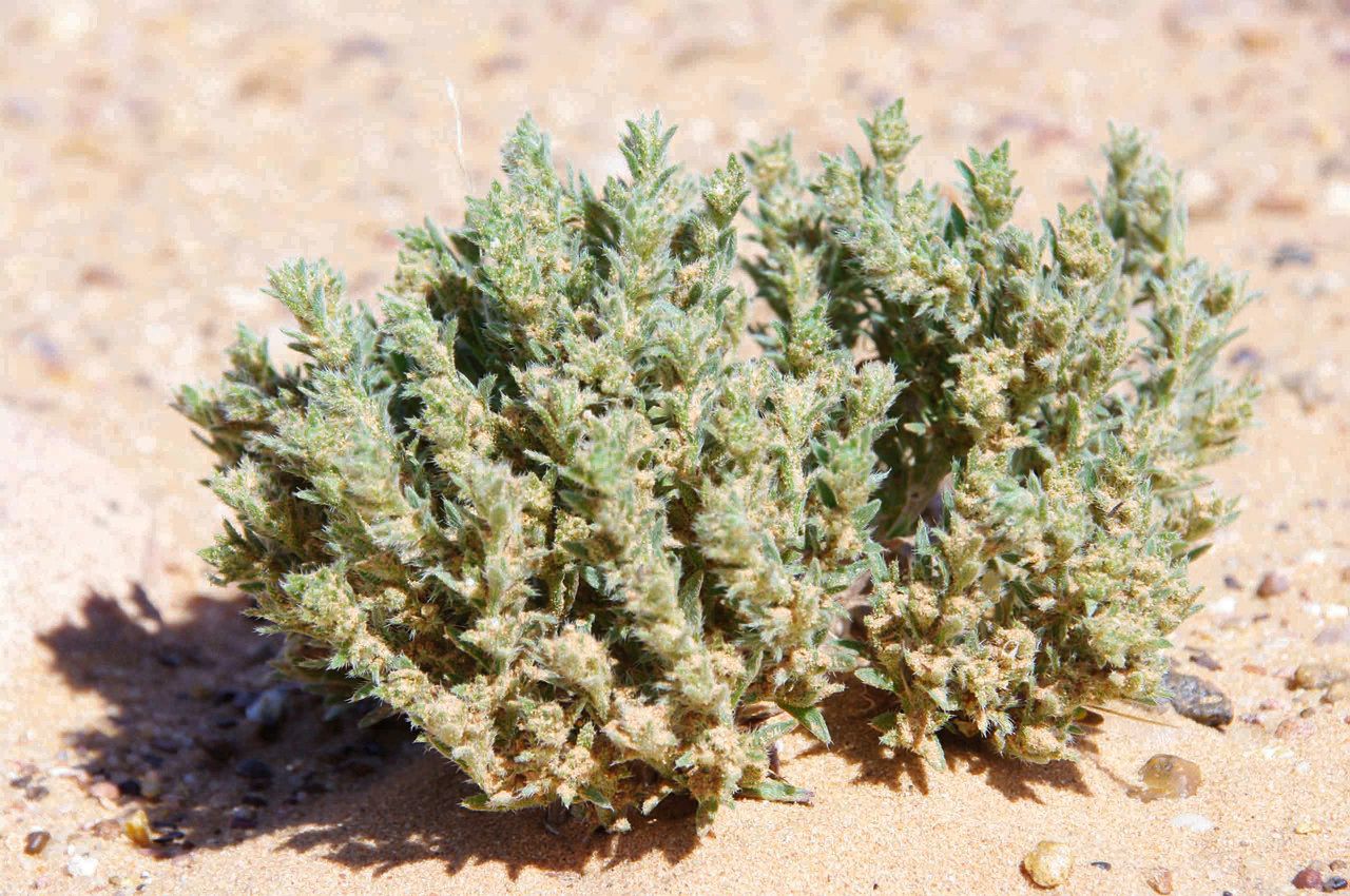 Ogastemma pusillum habit