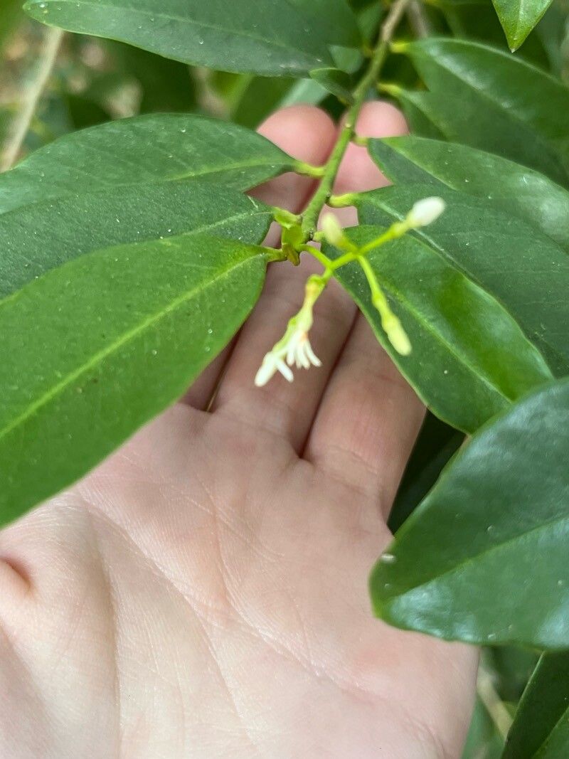 Vallesia antillana flower