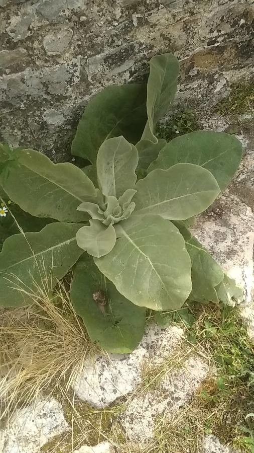 Verbascum macrurum leaf