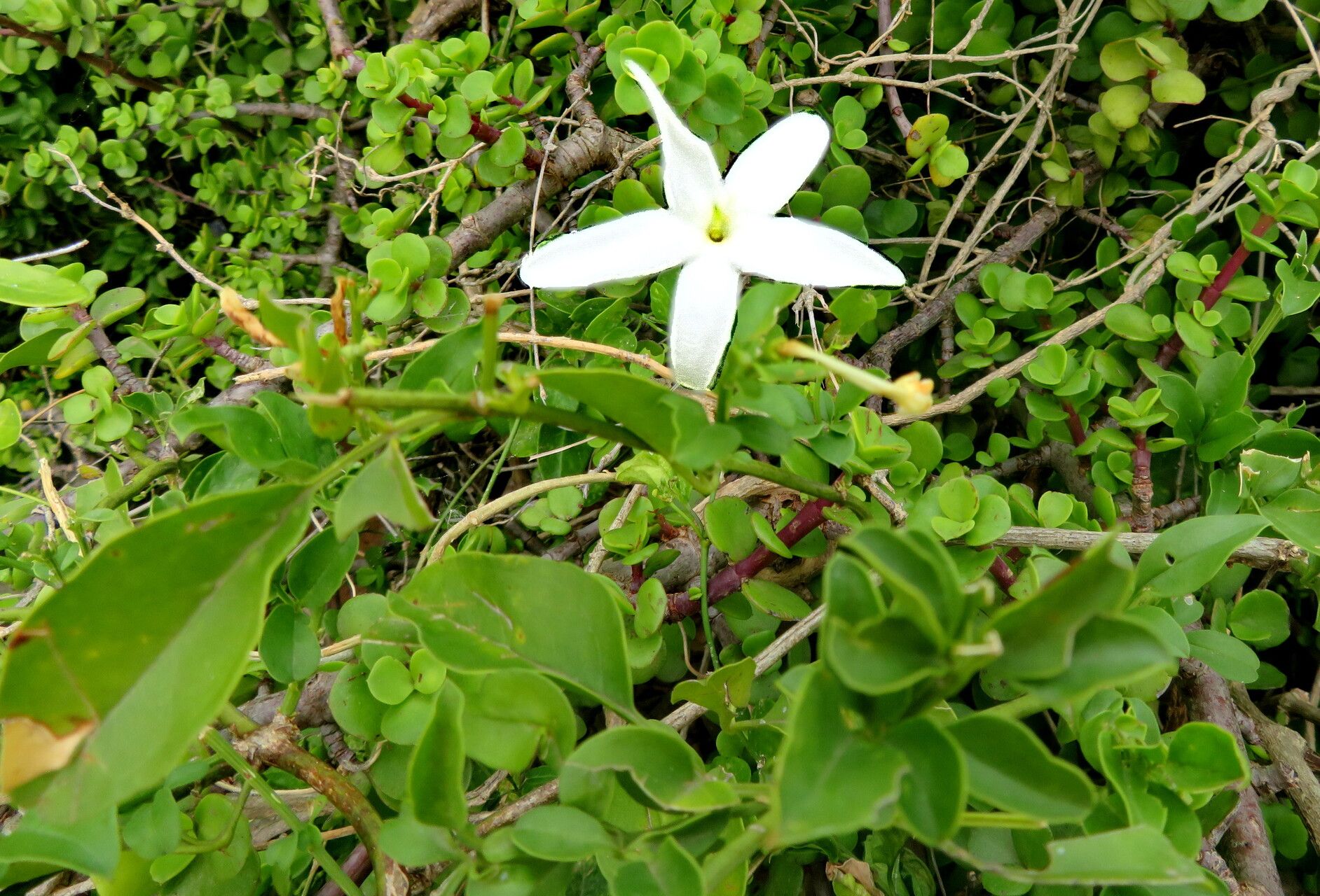 Jasminum angulare