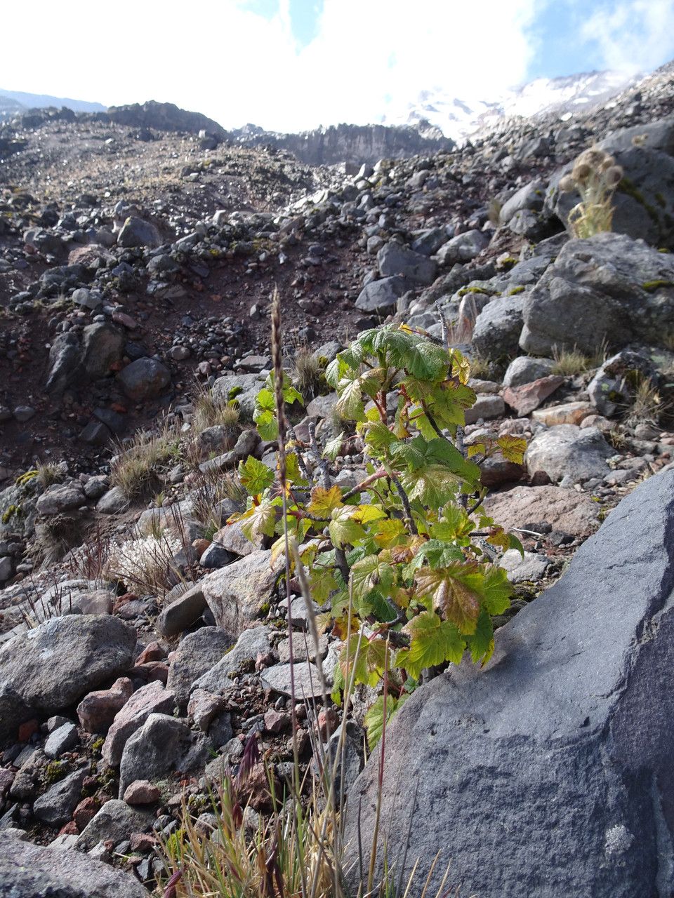 Ribes ciliatum habit