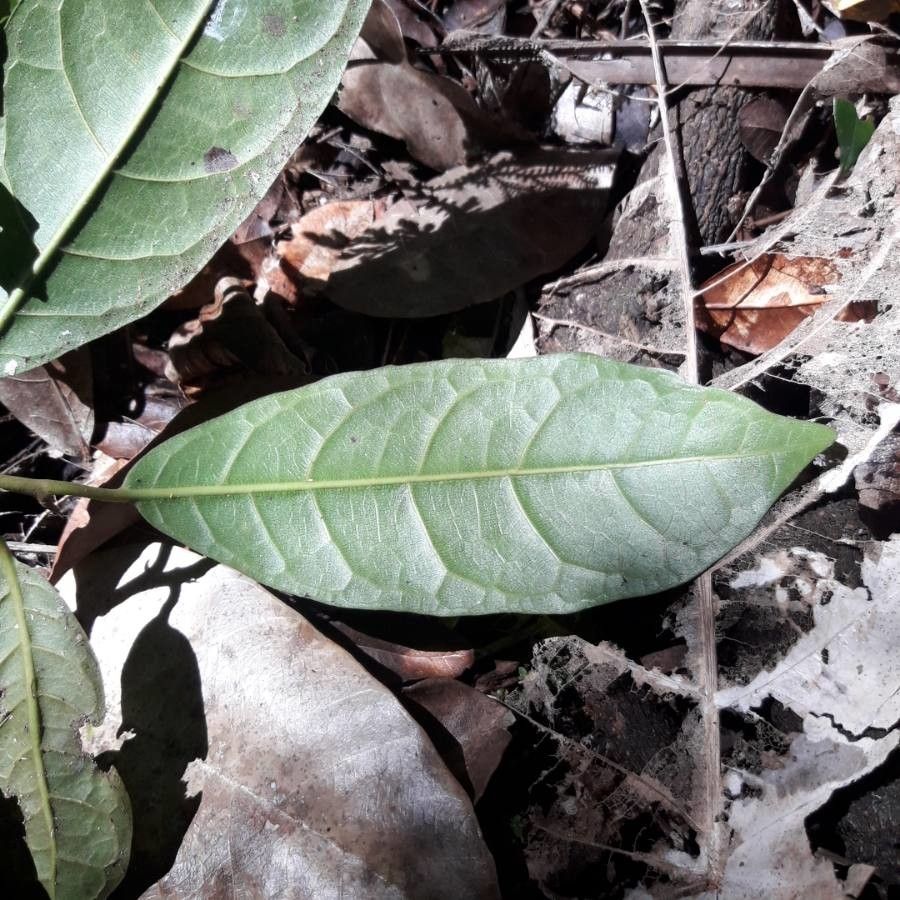 Paratrophis sclerophylla leaf