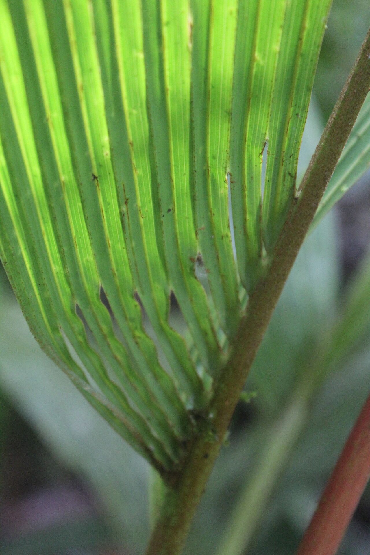 Reinhardtia latisecta fruit