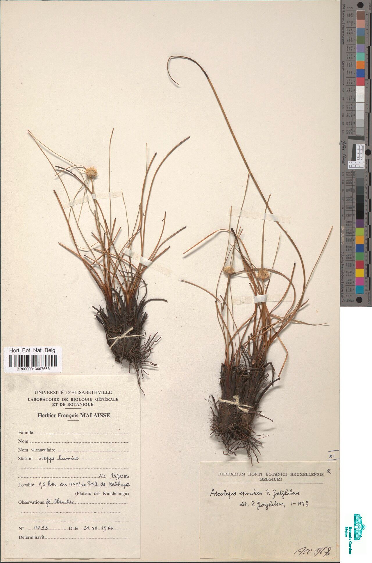 Cyperus ascospinulosus — houseplant care guide