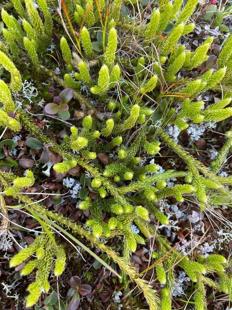 Lycopodium lagopus — search result for 'Lycopodium'