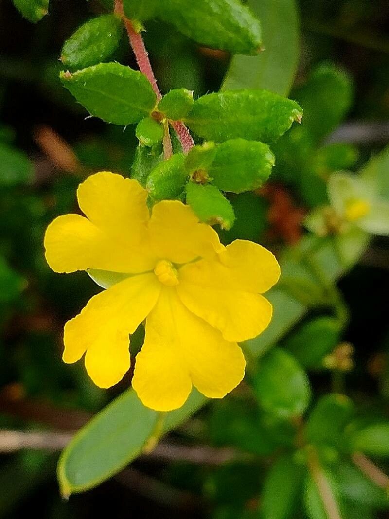 Hibbertia empetrifolia flower