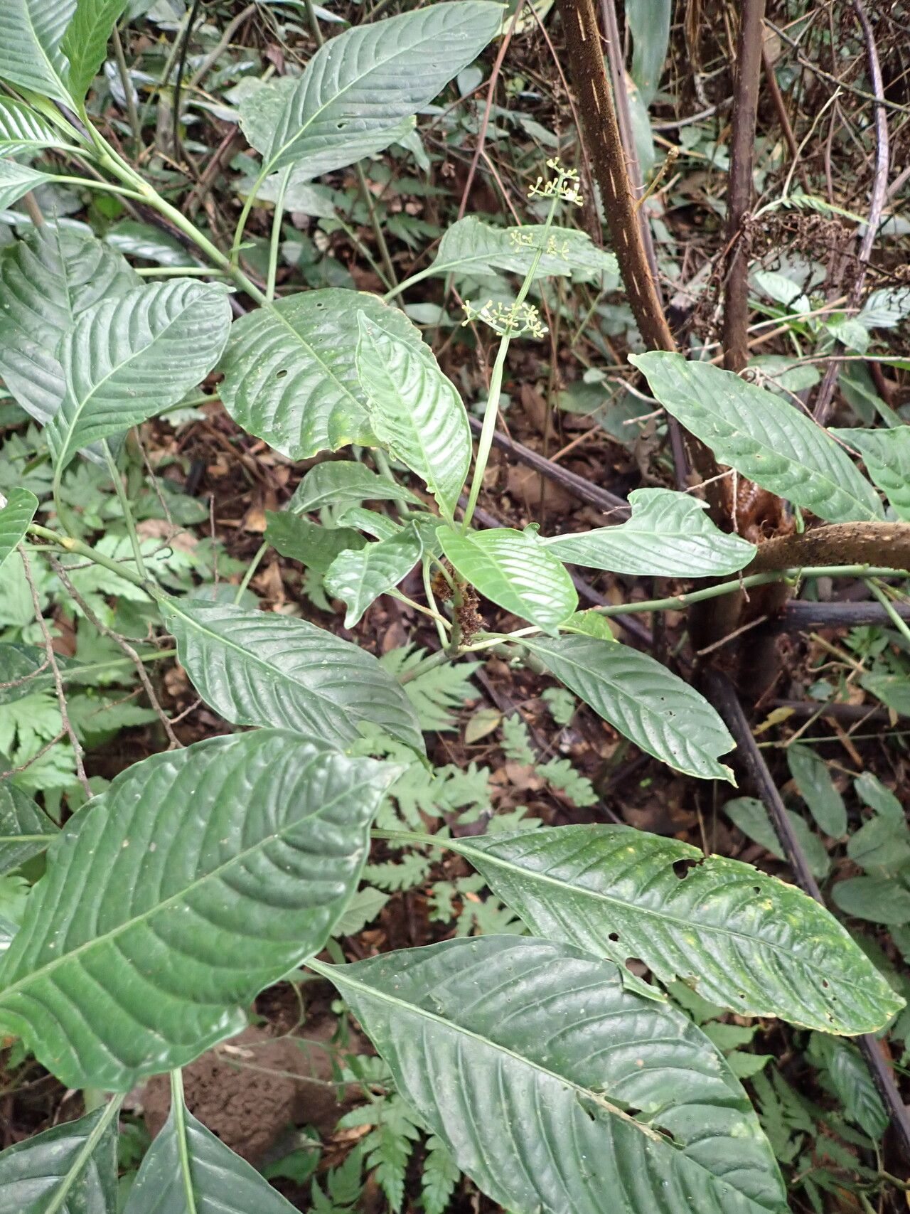 Psychotria darwiniana habit