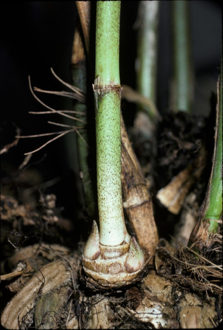 Sobralia violacea bark