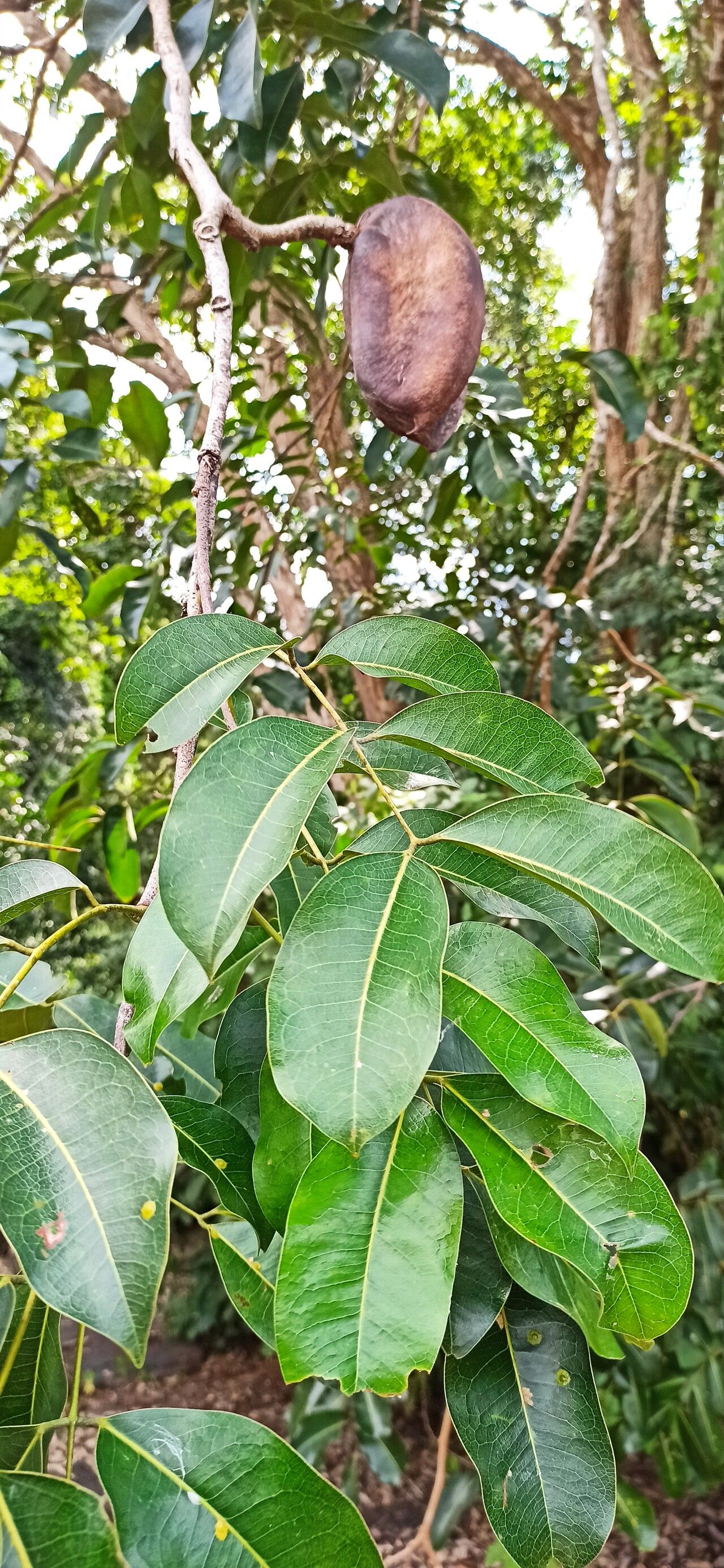 Afzelia pachyloba leaf