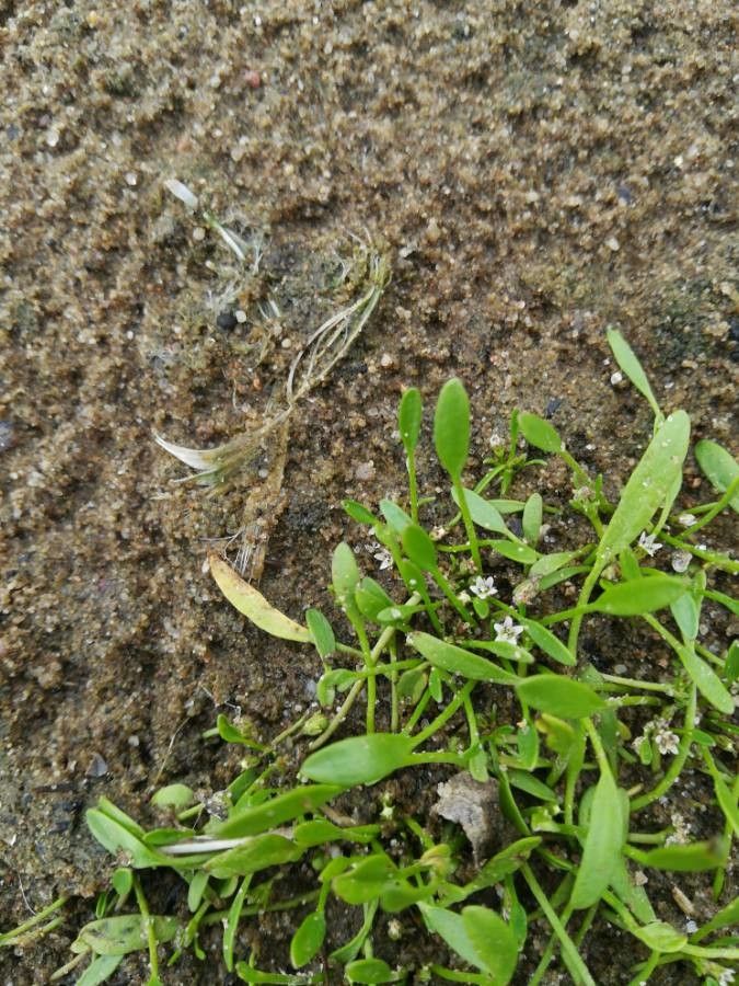 Limosella aquatica flower
