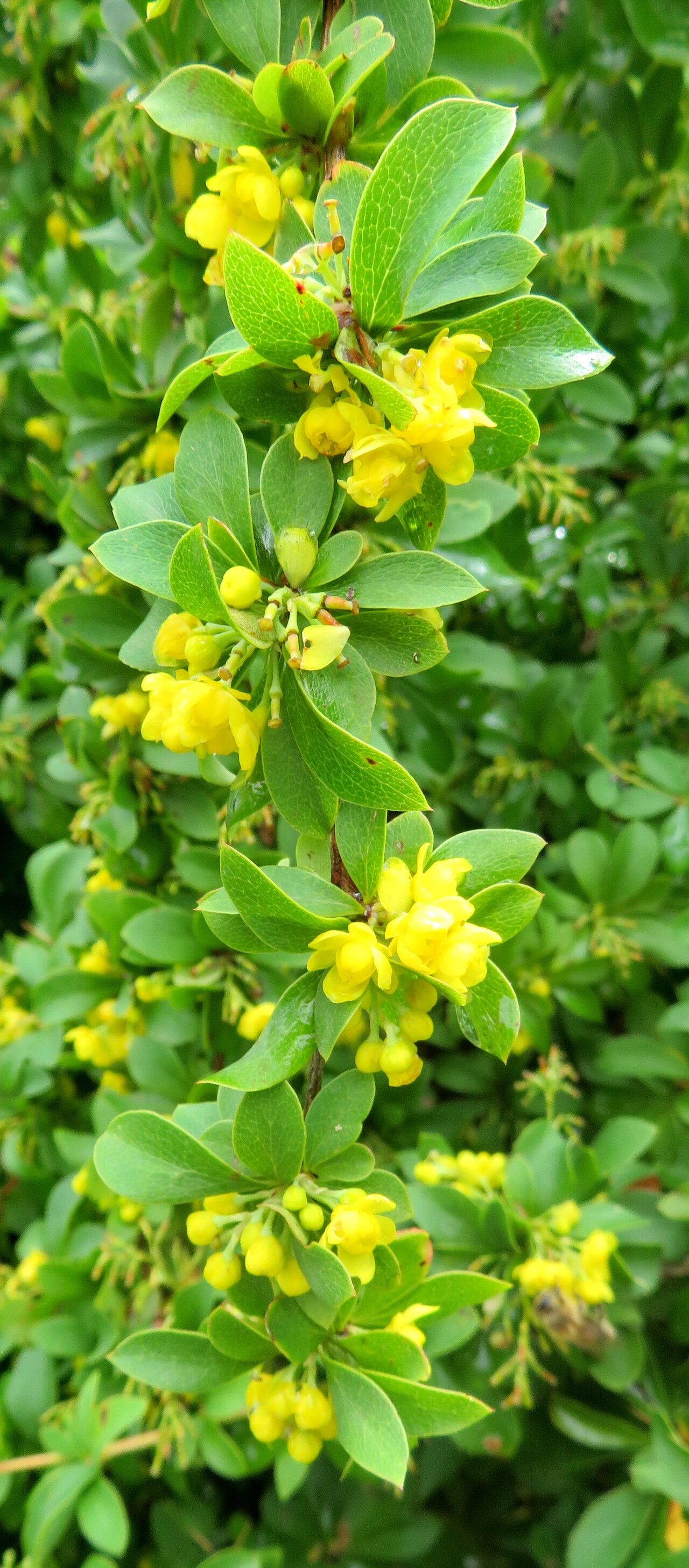 Berberis virescens flower