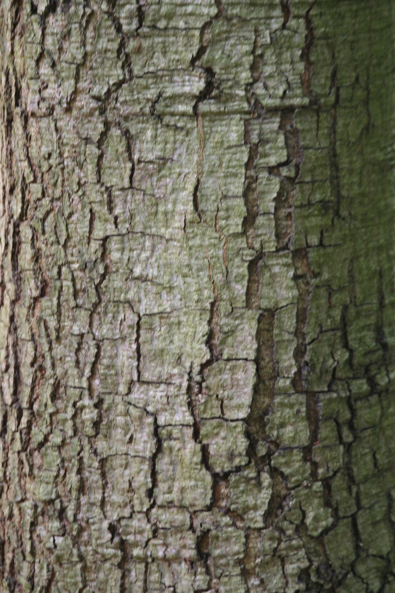 Quercus xalapensis bark