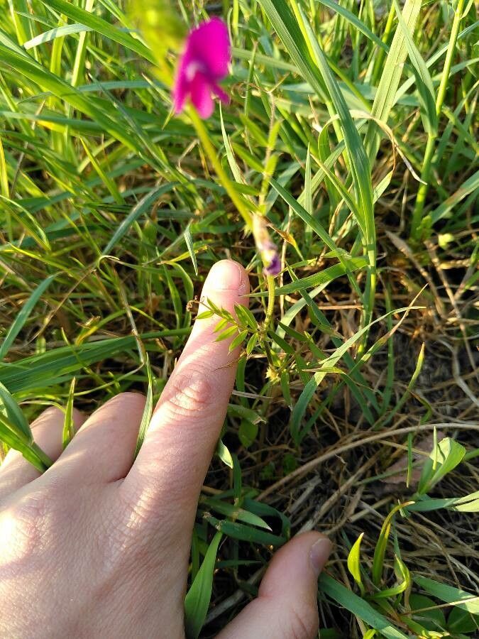 Lathyrus nissolia leaf