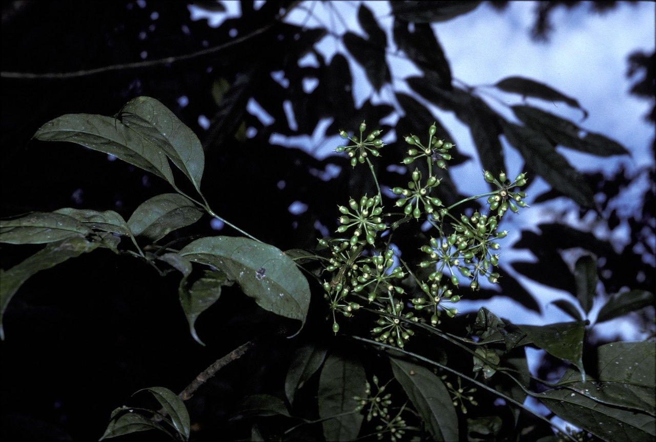 Macropanax dispermus — search result for 'Araliaceae'