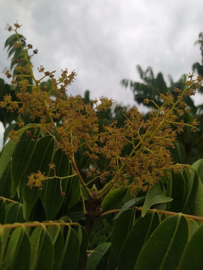 Rhus succedanea flower