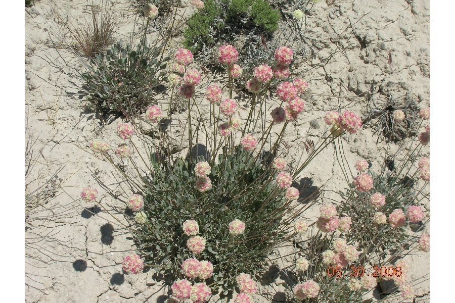 Eriogonum ovalifolium habit