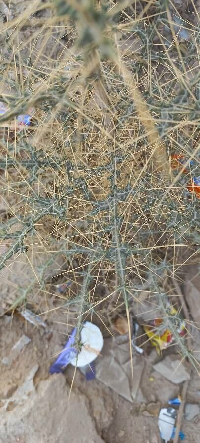 Echinops echinatus leaf