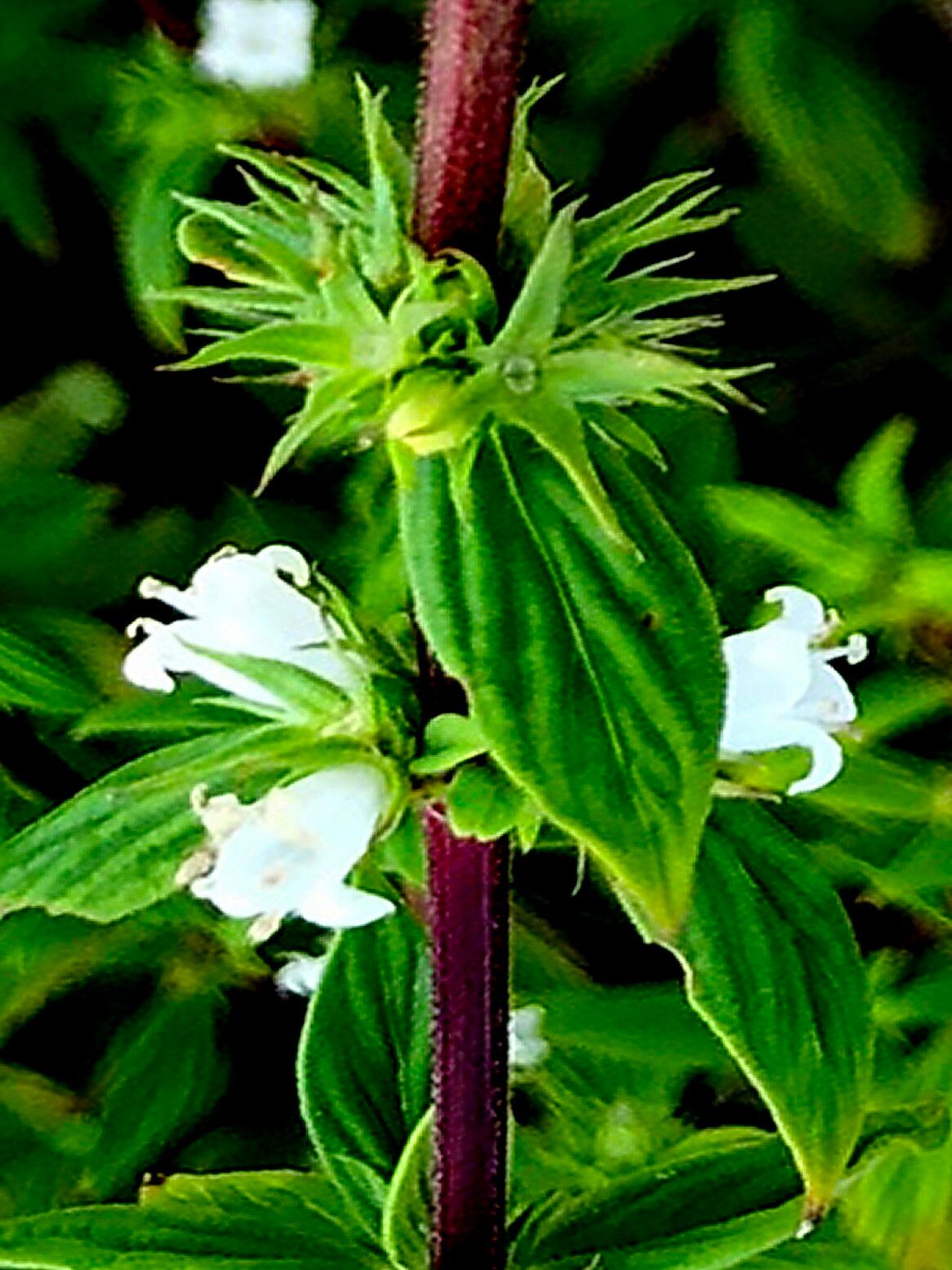 Hexasepalum gardneri — related species from the same genus