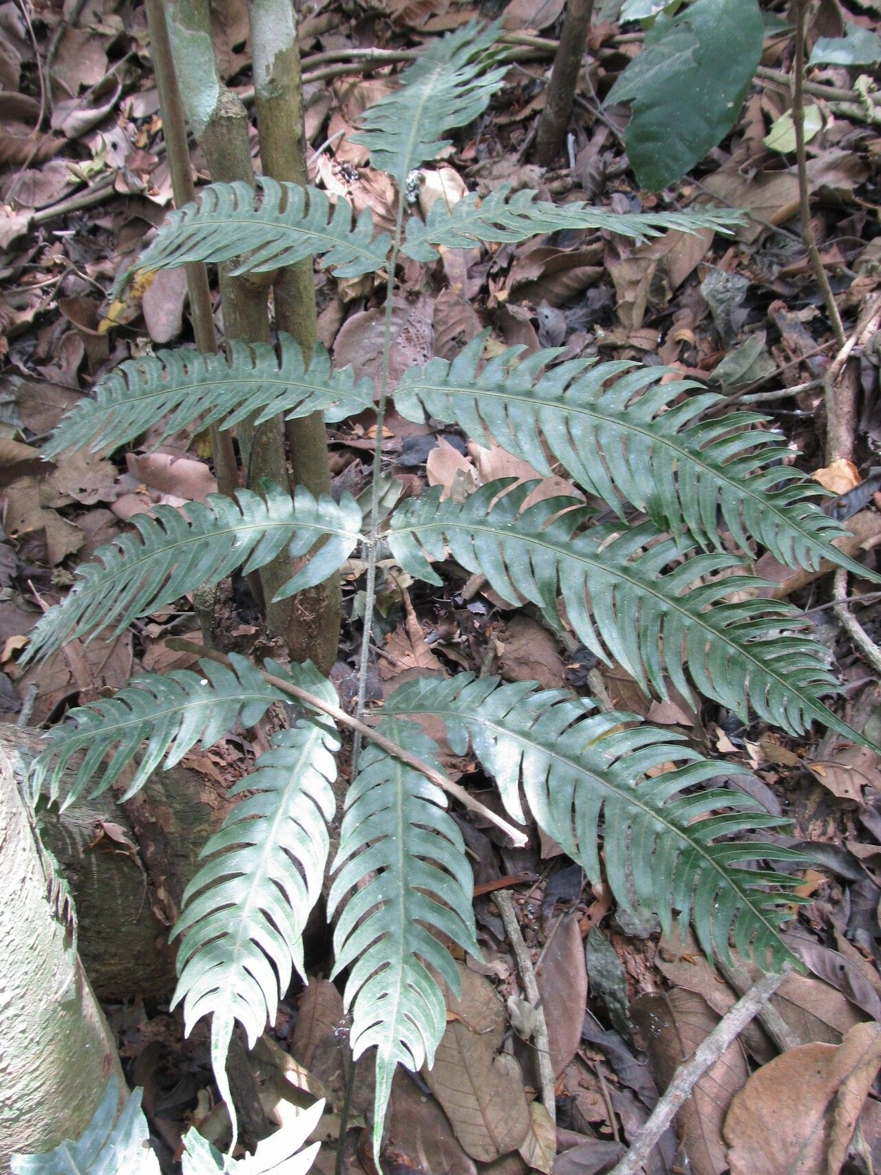 Pteris mildbraedii leaf